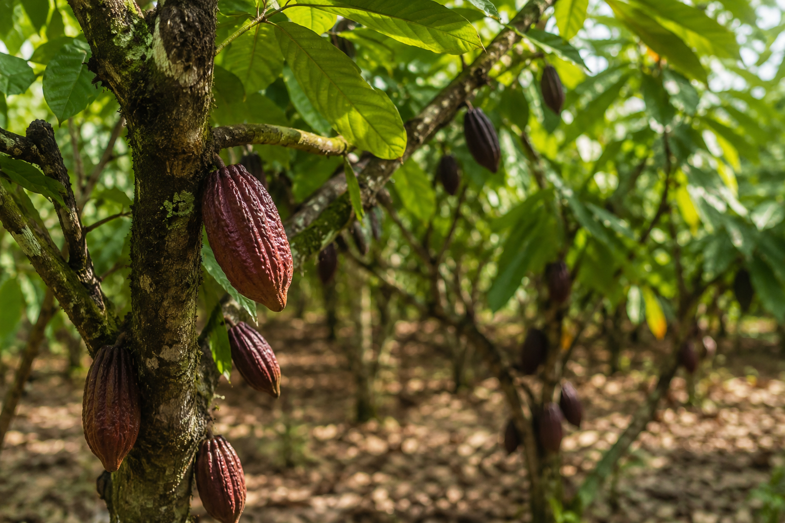 Cacao colombiano en el árbol